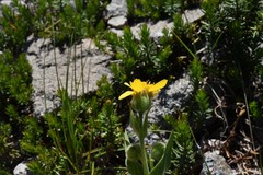 Arnica ovata