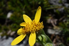 Arnica ovata