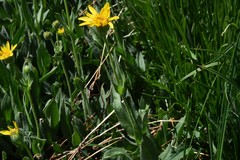 Arnica ovata