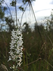 Platanthera nivea