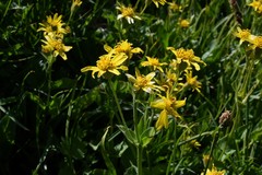 Arnica ovata