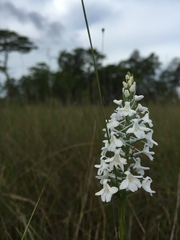 Platanthera nivea