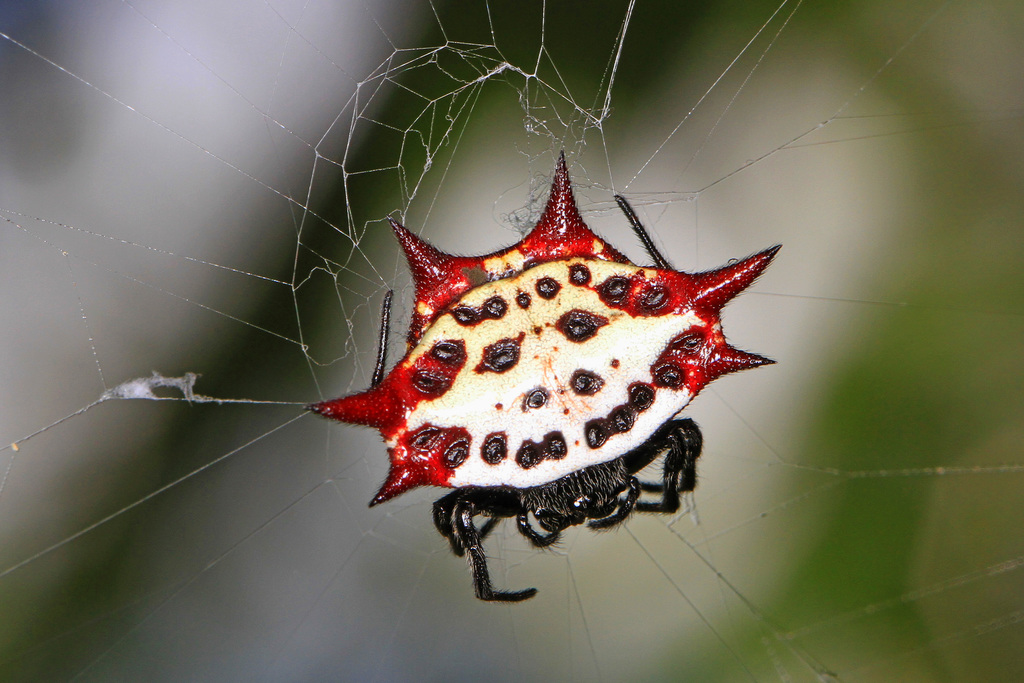 Spinybacked orbweaver (Gasteracantha cancriformis)