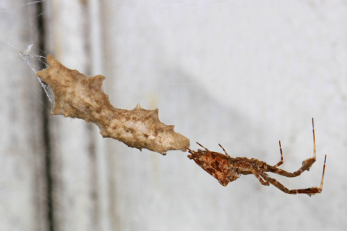 Featherlegged Orbweaver photo 5