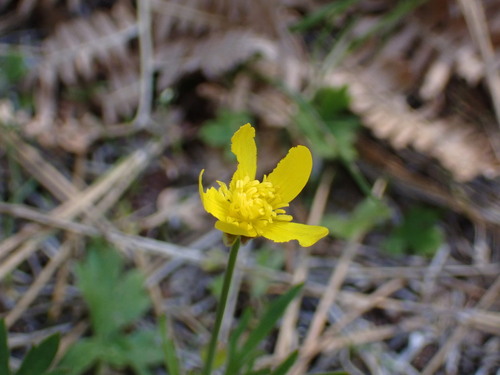 Image of Ranunculus occidentalis by (c) elik03, some rights reserved (CC BY)