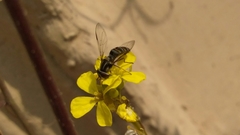 Pseudoscaeva meridionalis