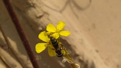Pseudoscaeva meridionalis
