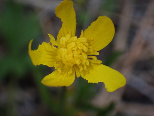 Image of Ranunculus occidentalis by (c) elik03, some rights reserved (CC BY)