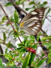 Appias libythea