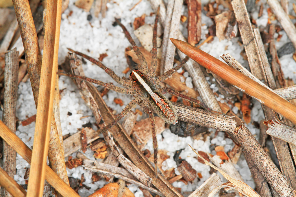 Rabidosa hentzi