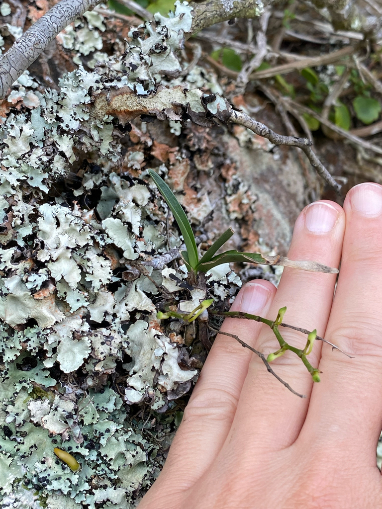 Ypsilopus erectus