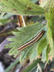 Melanchra pulverulenta
