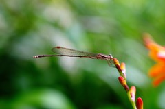 Indolestes gracilis davenporti
