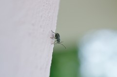 Cyphicerini
