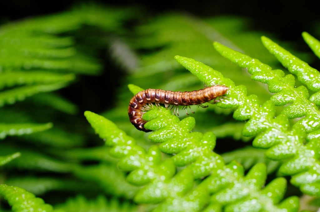 Anoplodesmus subcylindricus