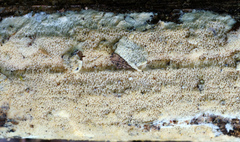 Phlebia rufa