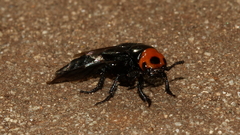 Creophilus lanio
