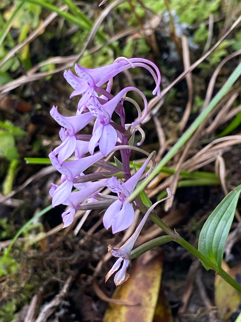 Brownleea coerulea