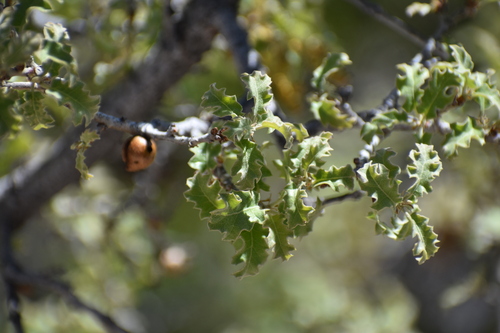 Pungent Oak (Quercus pungens)