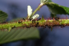 Technomyrmex albipes