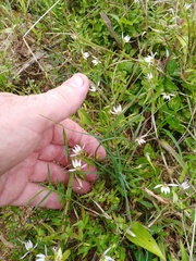 Lobelia chinensis