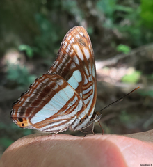 Adelpha iphiclus iphiclus