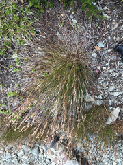 Juncus drummondii