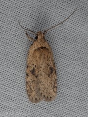 Agonopterix canadensis
