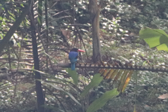 Halcyon cyanoventris