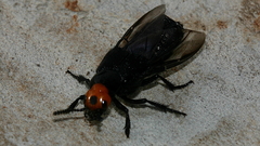 Creophilus lanio