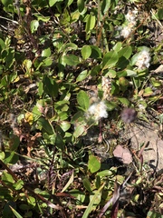 Diplodictyae