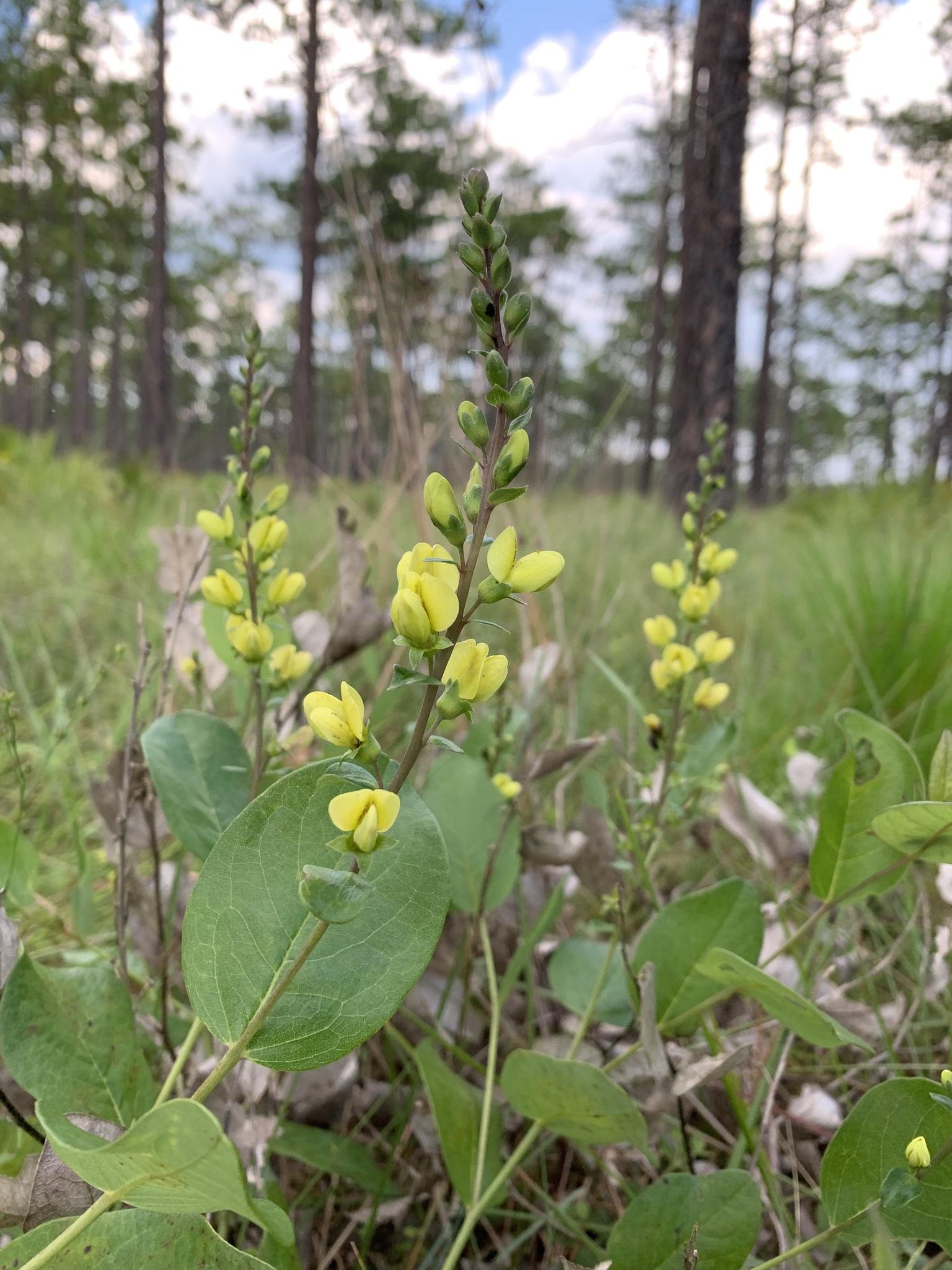 Baptisia simplicifolia