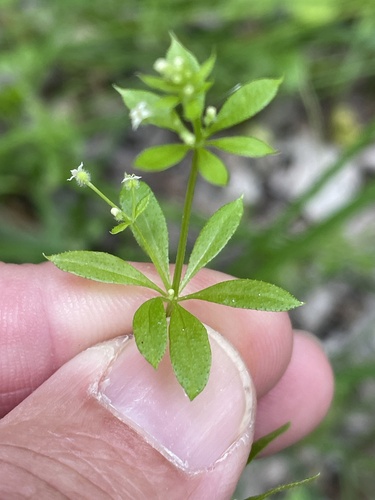 Galium spurium iNat (3)