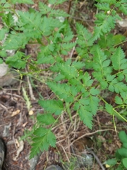 Ligusticum