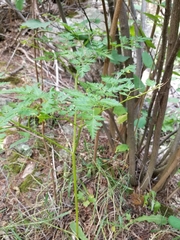 Ligusticum
