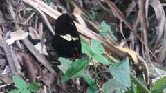 Heliconius sara magdalena