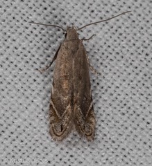 Battaristis concinnusella