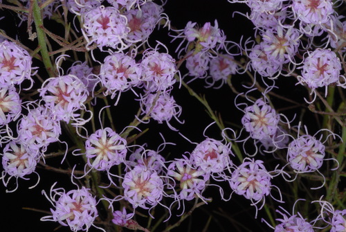 spreading blazing star (Liatris patens)