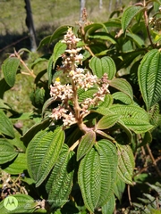 Miconia subseriata