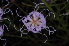 Liatris patens