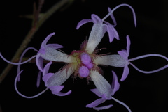Liatris patens