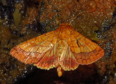 Pyrrhia cilisca