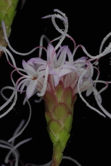 Liatris patens