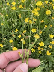 Zacintha verrucosa (Zacintha verrucosa)
