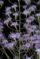 Liatris patens