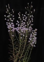 Liatris patens