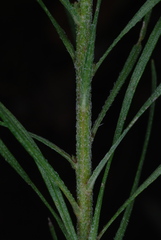 Liatris patens