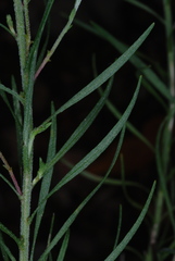 Liatris patens