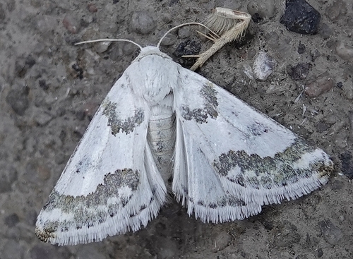 Silver-banded Gem Moth photo 2