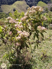 Eupatoriinae